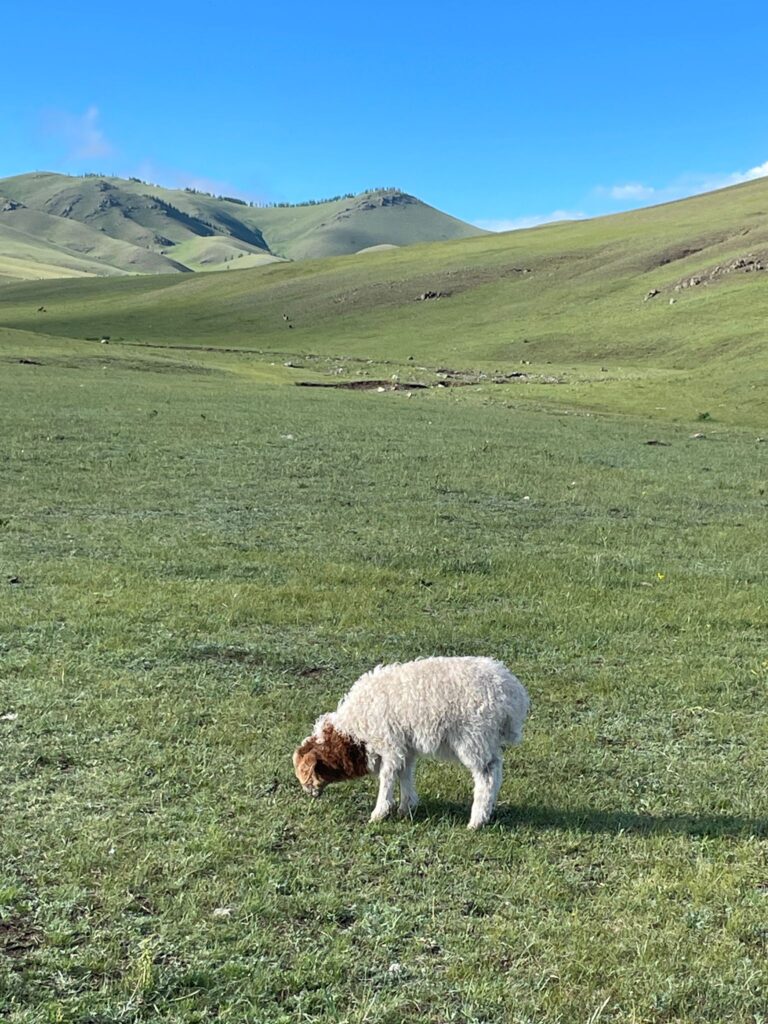 If you stay with Mongolian nomads, you will be surrounded by green hills such as those in this image

There is also a young lamb at the bottom of this image