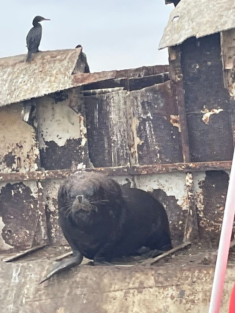 A sealion with some birds on an abandoned fishing trawler in Peru