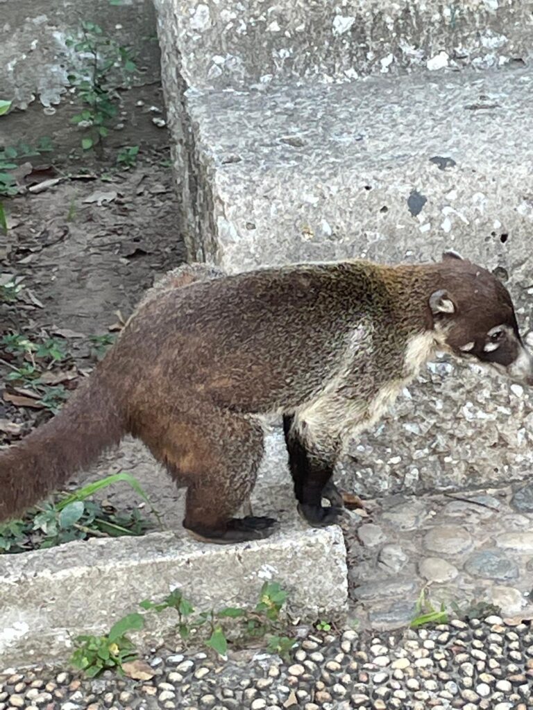 A brown coatimundi standing on the pavement in Villahermosa, Mexico