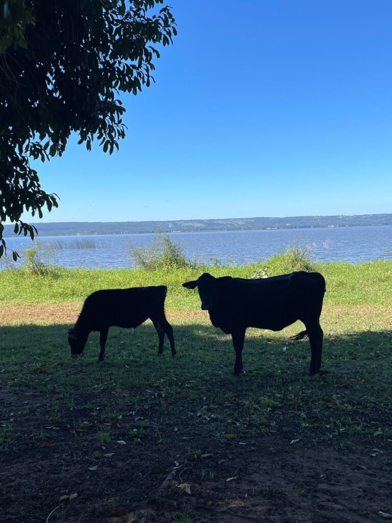 Two cows grazing in the sun next to Lake Ypacarai in Aregua, Paraguay