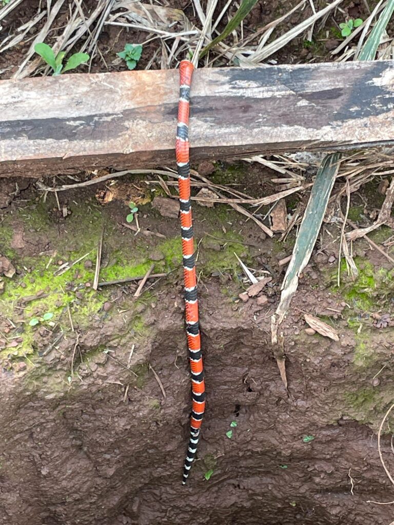 A red, black and white coral snake slithering out of a pit in rural Paraguay