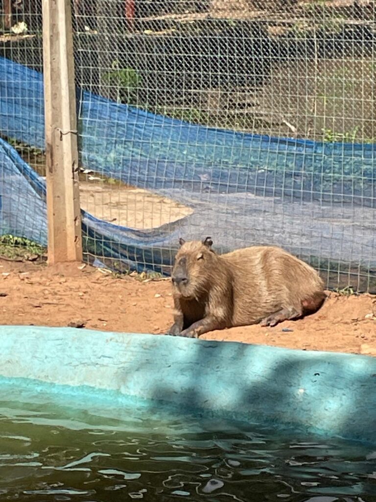 A capybara by the pool at Asuncion Zoo in Paraguay