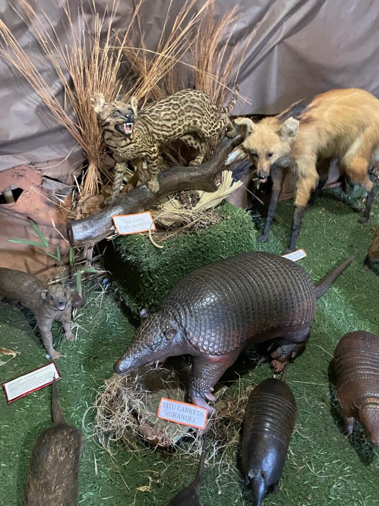 Taxidermied animals including armadillos and an ocelot among others