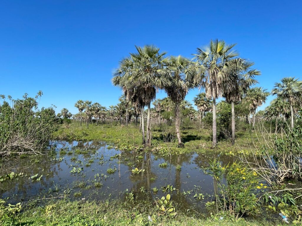 Green trees and blue skies above a pond in the nature-rich Chaco region of Paraguay.