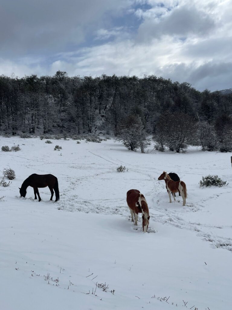 A group of horses in the snow at Tierra del Fuego National Park