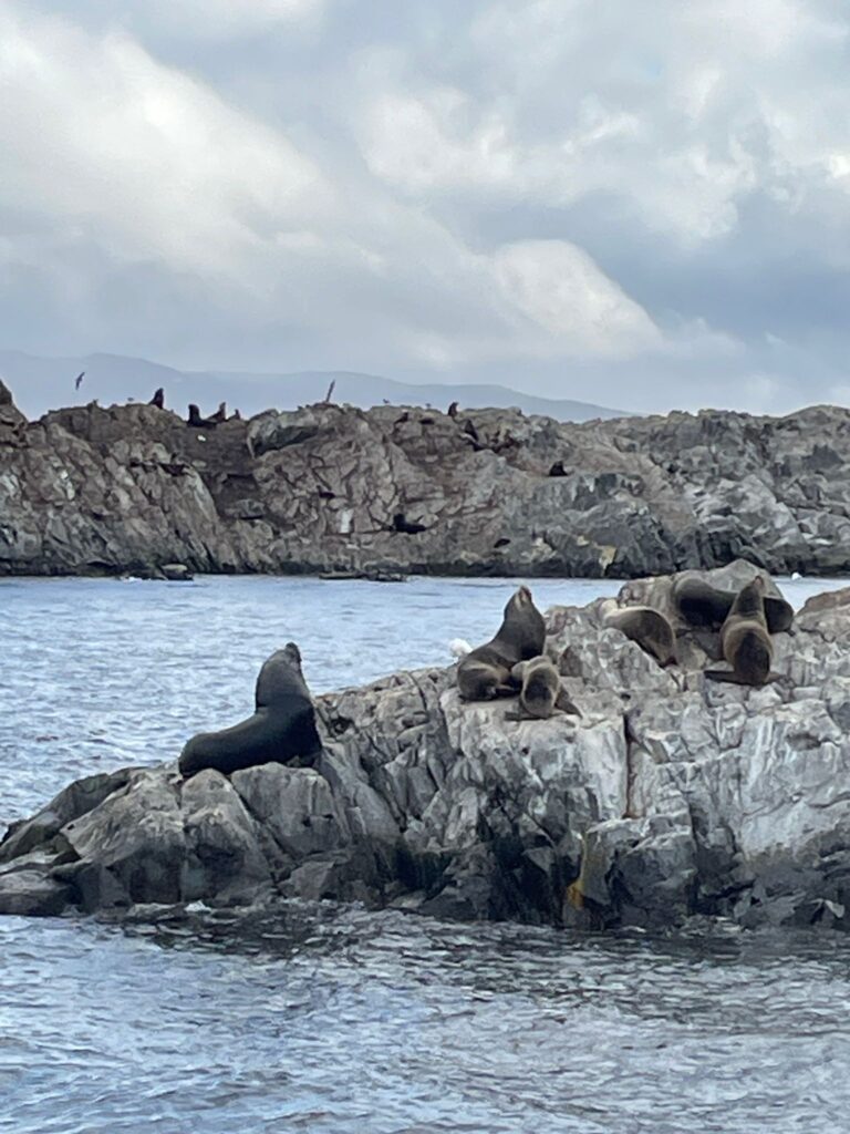 Sealions on the rocks of Faro Les Eclaireurs in the Beagle Channel, just off the coast of Ushuaia