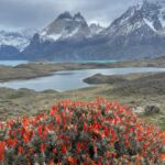 The three granite towers of Torres del Paine in Chile, with a bright blue lake and red flowers in the foreground