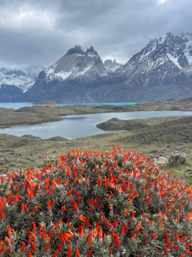 The three granite towers of Torres del Paine in Chile, with a bright blue lake and red flowers in the foreground