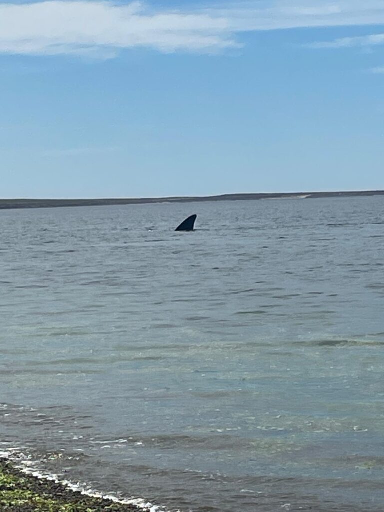 The fin of a whale at Playa las Canderas, near Puerto Madryn