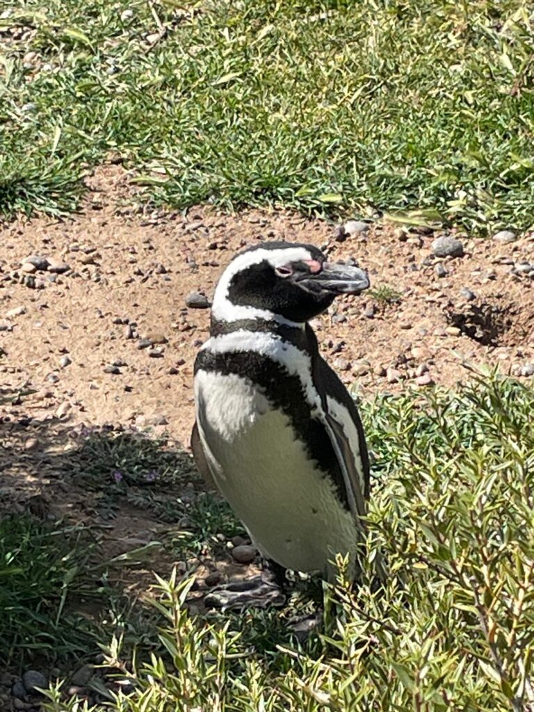 A Magellanic penguin standing in the grass in Punta Tombo, Argentinian Patagonia