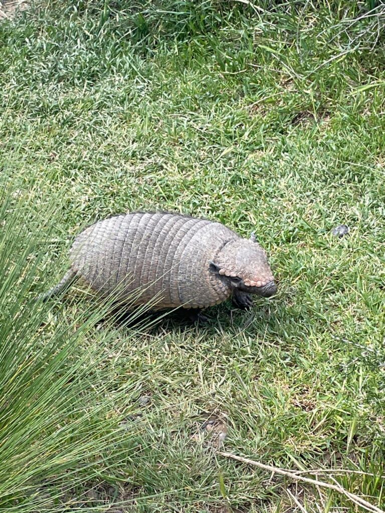 An armadillo on the grass of Punta Tombo, Argentina