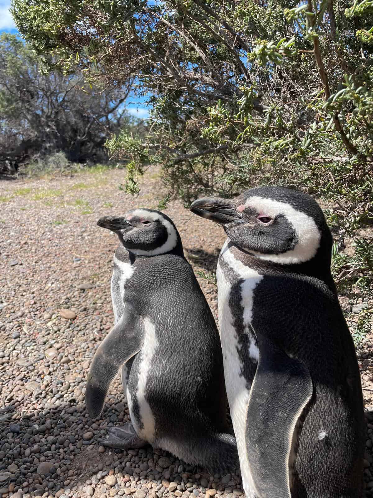 Two magellanic penguins at Punta Tombo in Argentina's Patagonia region.