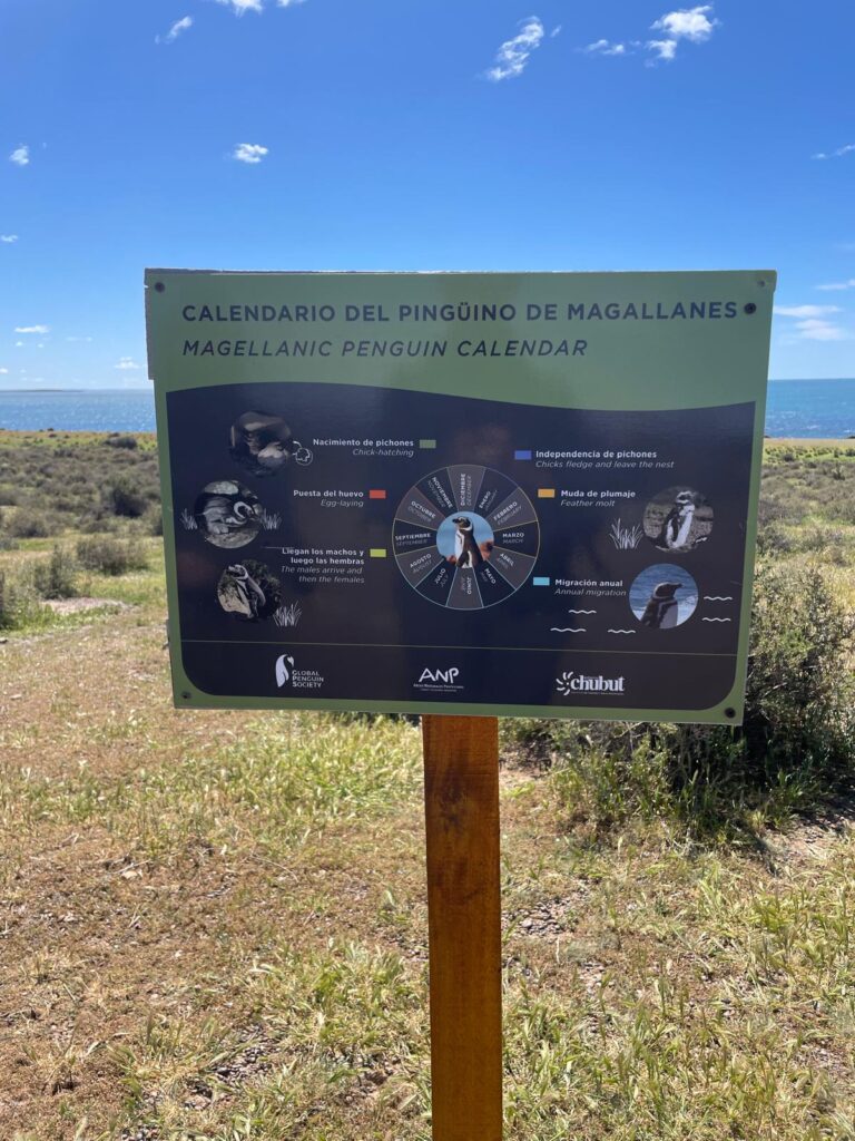 A calendar monitoring the activity of Magellanic penguins in Punta Tombo. They disappear during migration season (April-August), arrive in September, lay eggs in October, the eggs hatch in November and December, chicks leave the nest in January, and they molt in February and March before leaving again and the cycle repeats