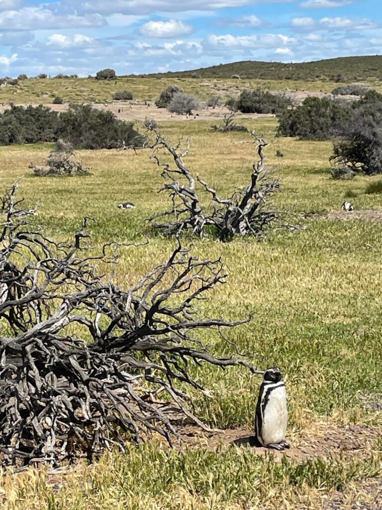 A series of Magellanic penguins on the grass in Punta Tombo