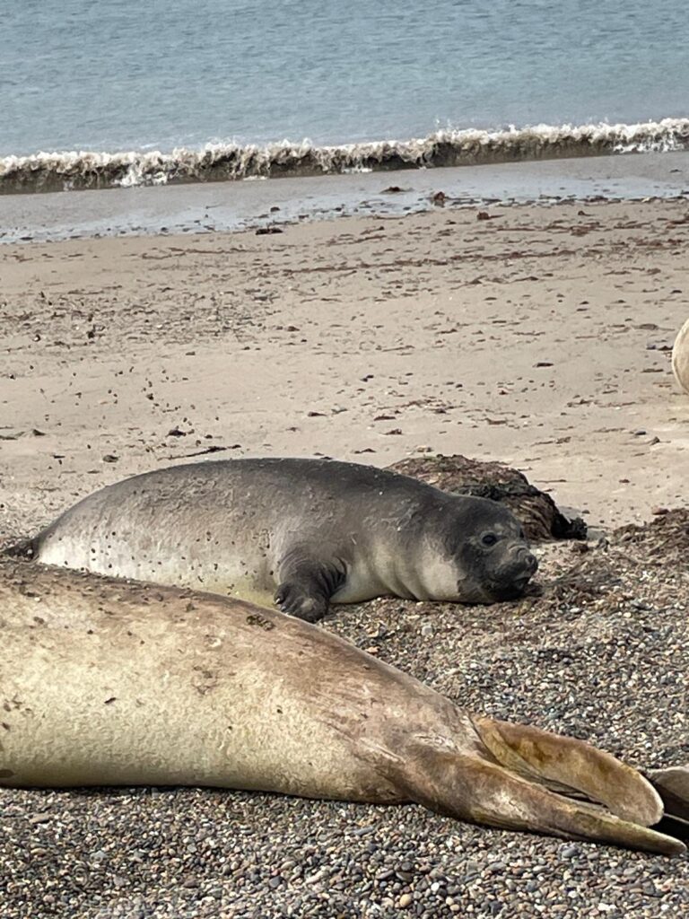 A mother elephant seal and her baby on Playa las Canderas, a beach near Puerto Madryn in Argentina