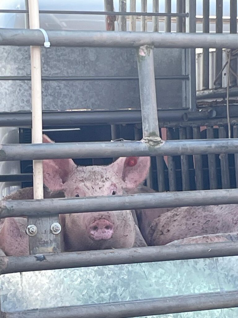 A group of pigs packed tightly into a truck on the ferry crossing the Courantyne River between Suriname and Guyana