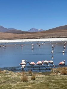 Flamingos in one of many lakes across the Bolivian altiplano