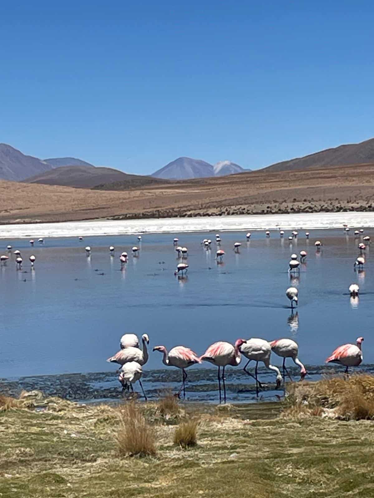 Flamingos in one of many lakes across the Bolivian altiplano.