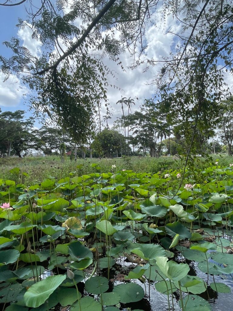 A pond full of green lily pads in Georgetown, Guyana