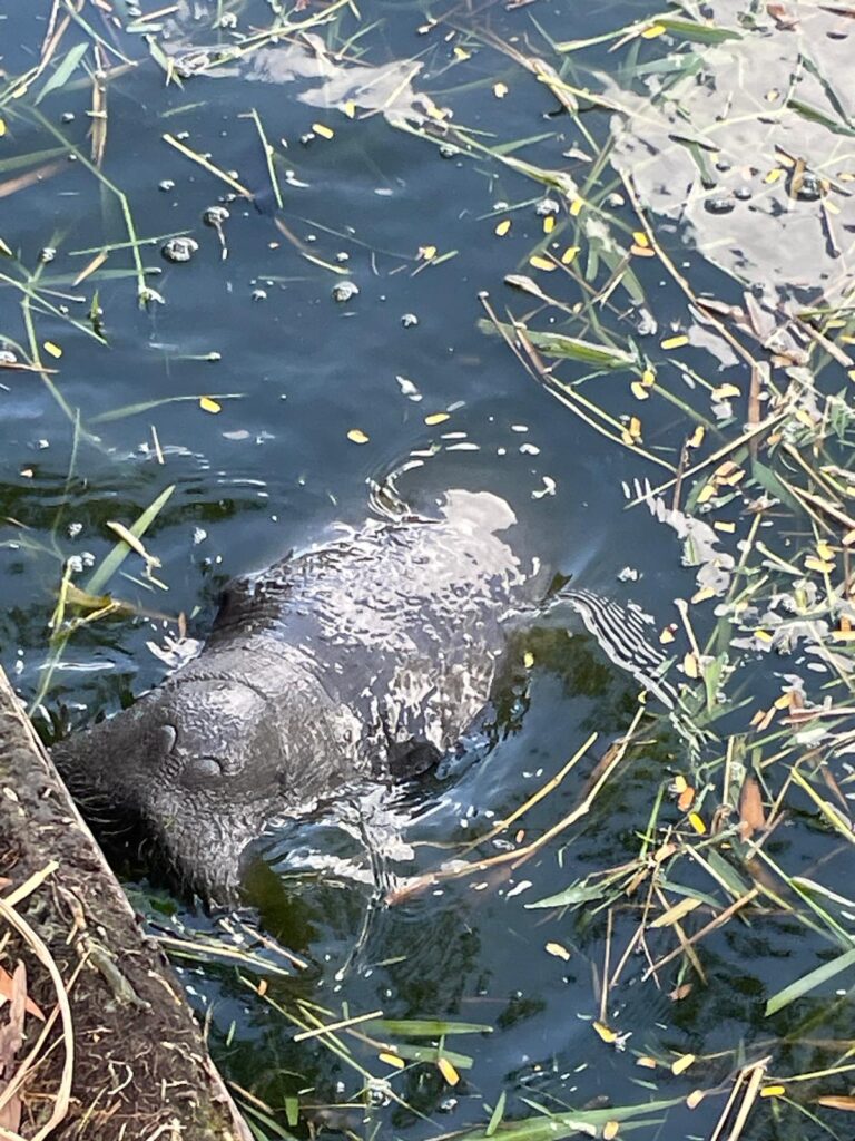 A manatee eating grass in Georgetown's National Park, Guyana