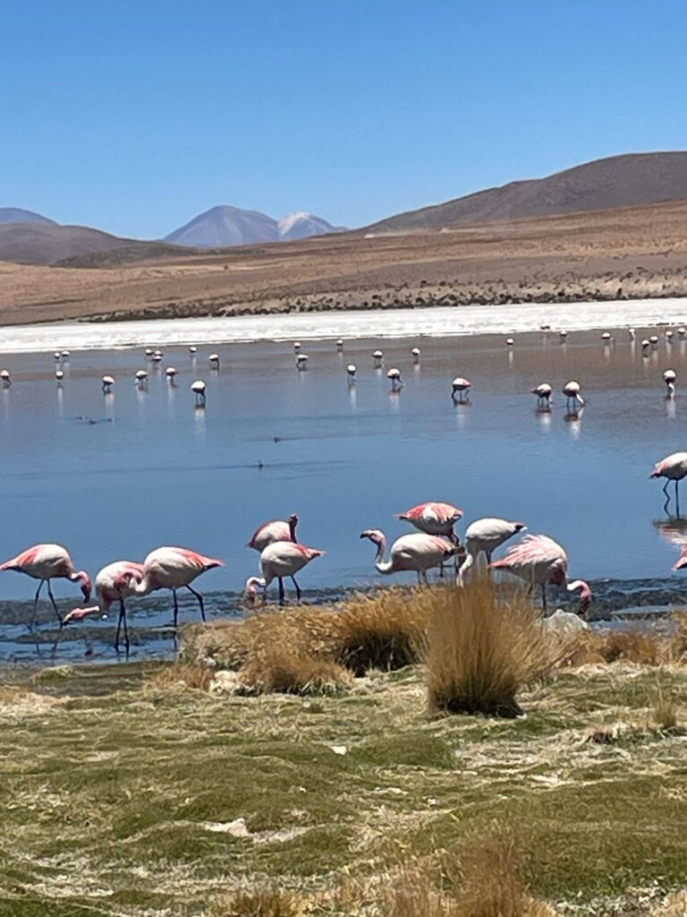 Dozens of flamingos in one of many lagoons where they are found amongst the mountains of the Bolivian altiplano