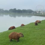 A series of capybaras beside the lake in Parque Barigui, Curitiba, Brazil.