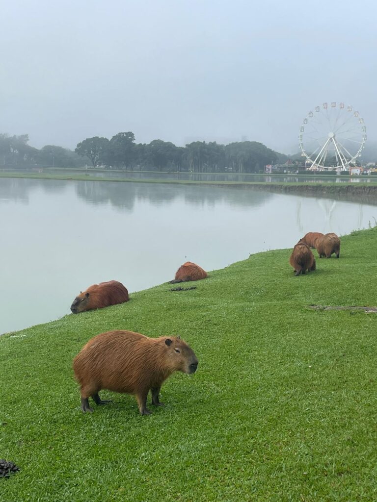 A group of cabybaras chilling on the grass alongside the river in Curitiba's Parque Barigui